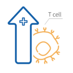 favour-tcells-response