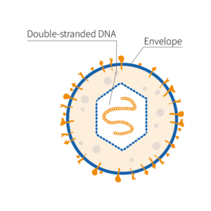 Herpes-simplex-representation Herpes simplex virus (HSV)