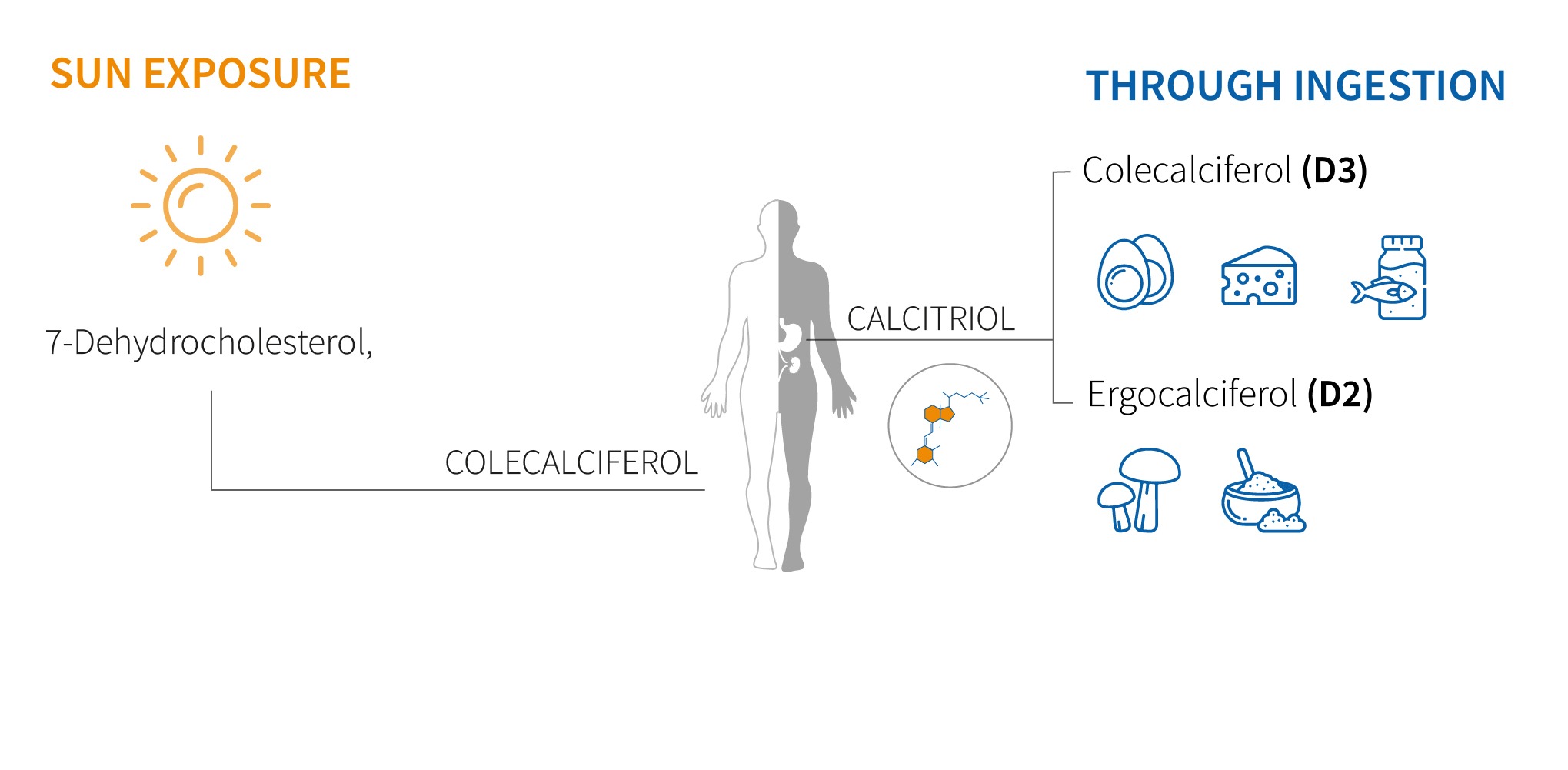 vitamind-types-and-sources Main types of vitamin d and ways to obtain it.