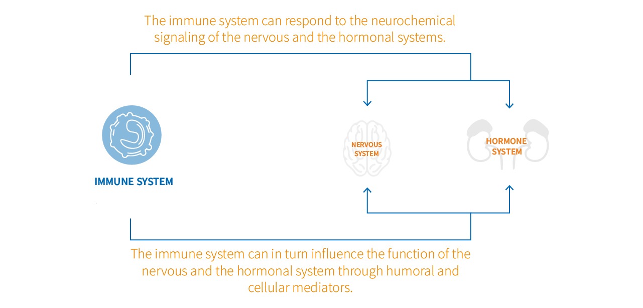 Interactions between the immune, the nervous and the hormonal systems