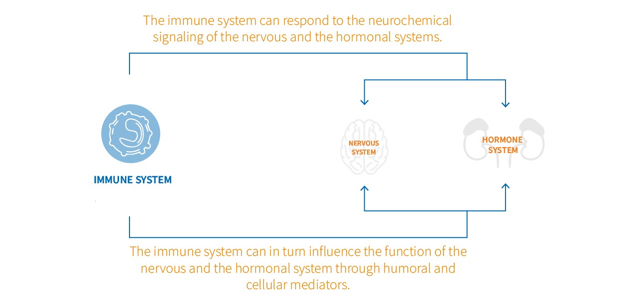 psychoneuroendocrinoimmunology Interactions between the immune, the nervous and the hormonal systems
