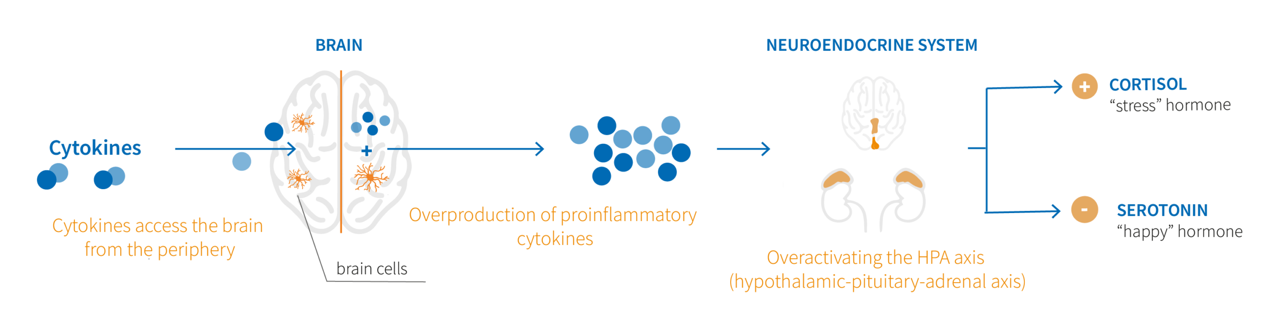 Infographic design about the close interaction between depression and immunity