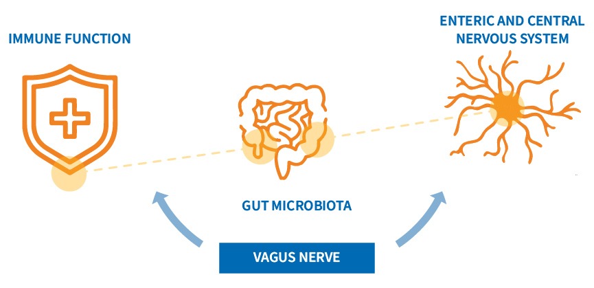 Schematic representation of Gut Dysbiosis and Psychological Disorders
