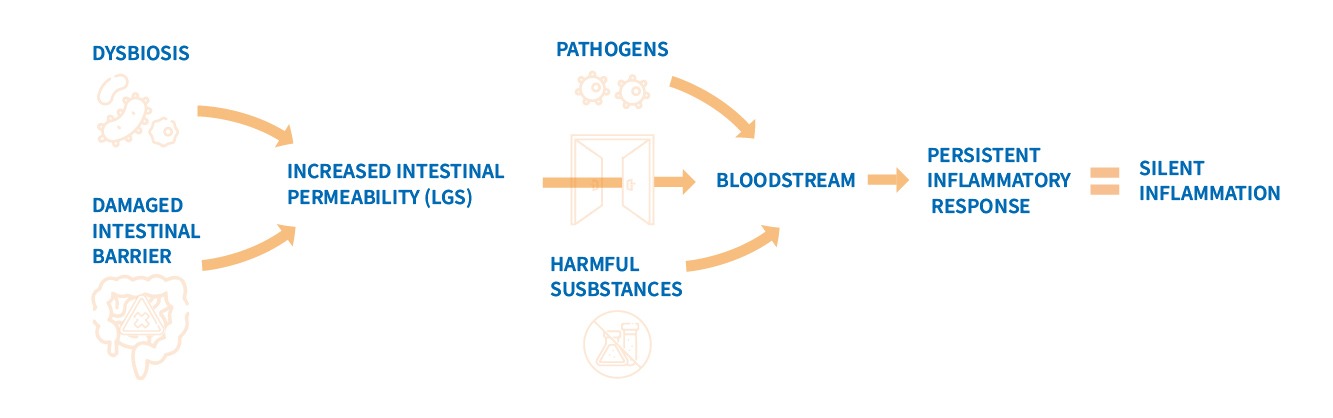 Schematic representation of Leaky Gut, Inflammation and Depression