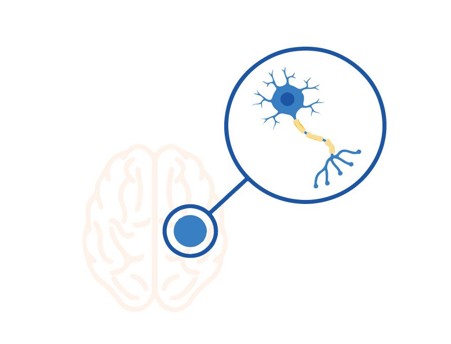 image-brain-neuronal-cell